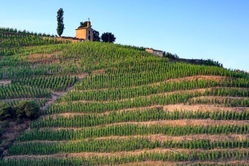Pres Des Vignes Lägenhet Crozes-Hermitage Exteriör bild